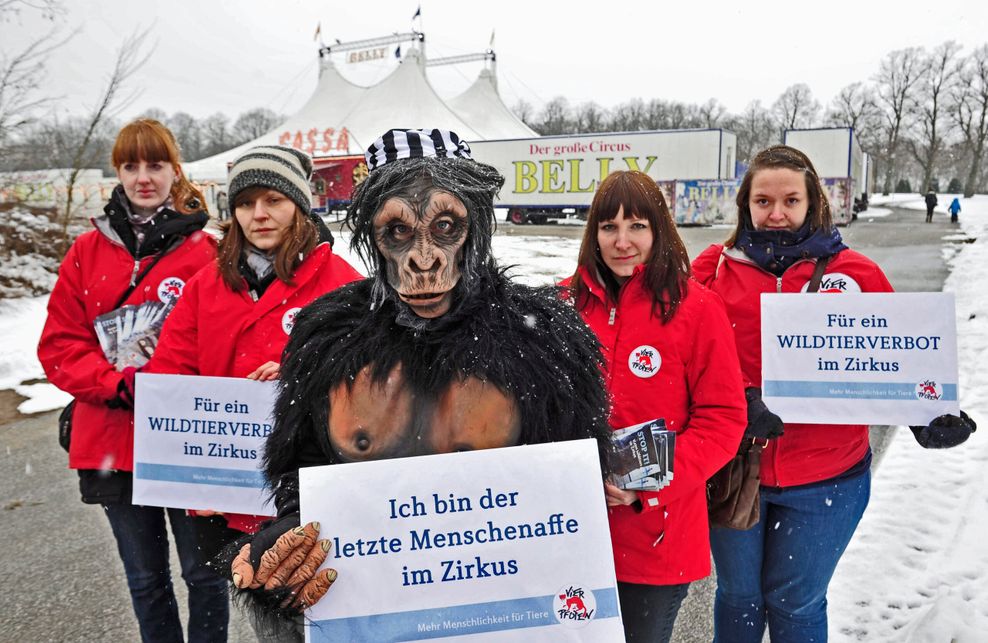 Die Tierschutzorganisation „Vier Pfoten“ protestierte 2013 gegen die Haltung des Schimpansen Robby im Zirkus. (Archivbild)