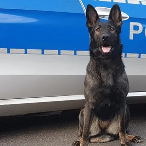 Diensthündin “Raja“ stellte den mutmaßlichen Dieb.