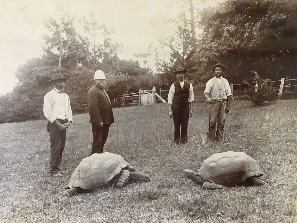 Dieses Foto stammt aus dem späten 19. Jahrhundert – und zeigt tatsächlich Jonathan (l.) auf St. Helena.