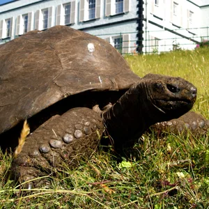 Jonathan (190), die älteste Schildkröte der Welt, lebt im Garten der Gouverneurs-Residenz auf der Insel St. Helena.