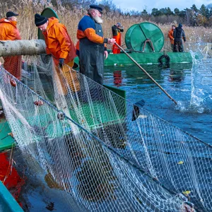 Fischer Walter Piehl und seine Helfer holen das Zugnetz aus dem Wasser des Neuschlagsdorfer Sees (Mecklenburg-Vorpommern).