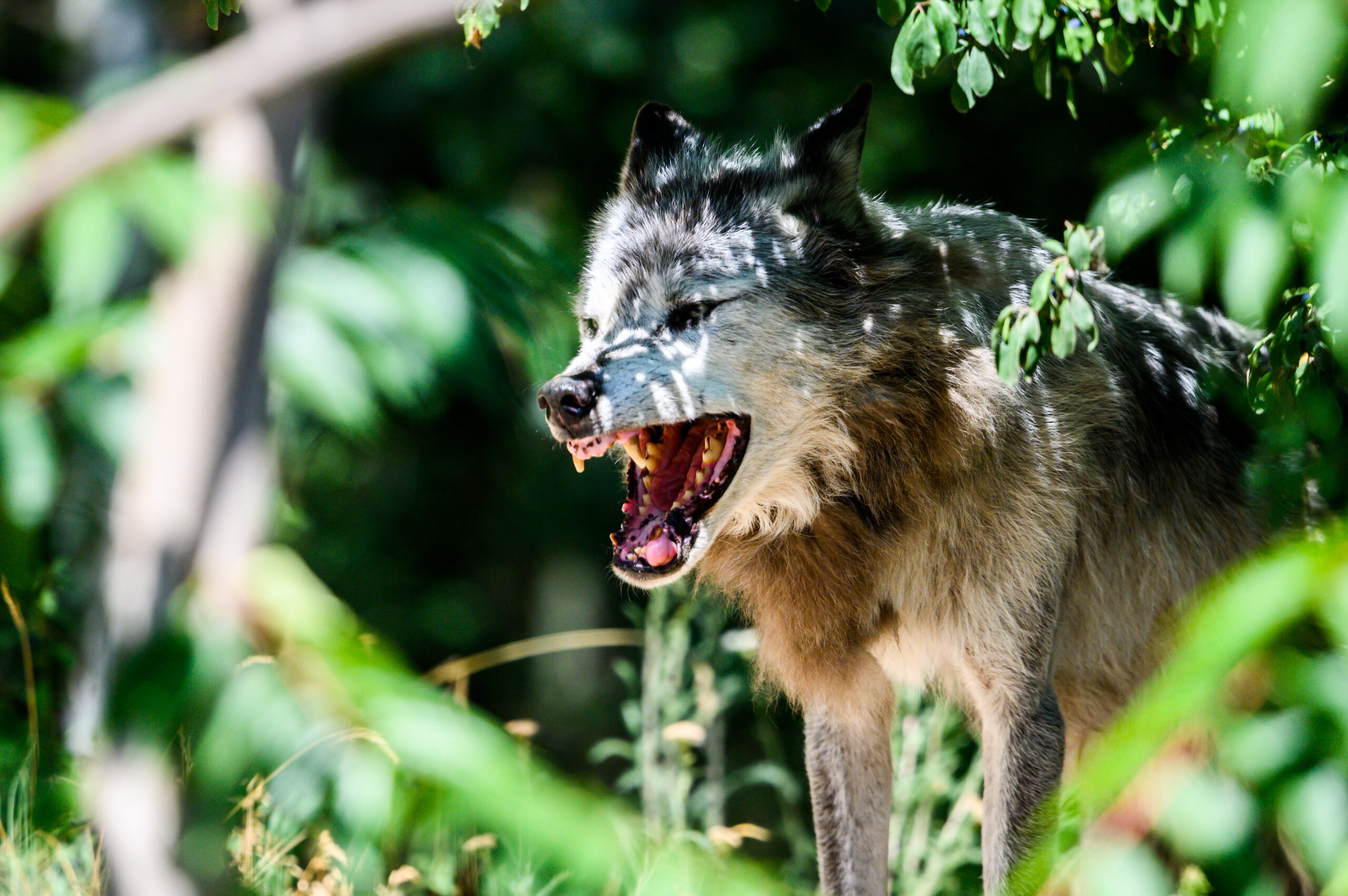 Ein Wolf fletscht die Zähne