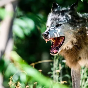 Ein Wolf fletscht die Zähne