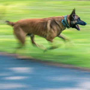 Ein belgischer Schäferhund rennt