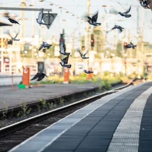Tauben flattern über einen leeren Bahnsteig
