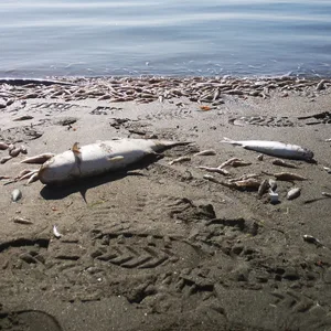 Tote Fische am Strand