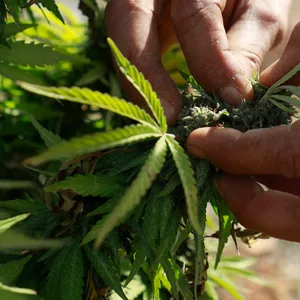 Cannabis-Anbau