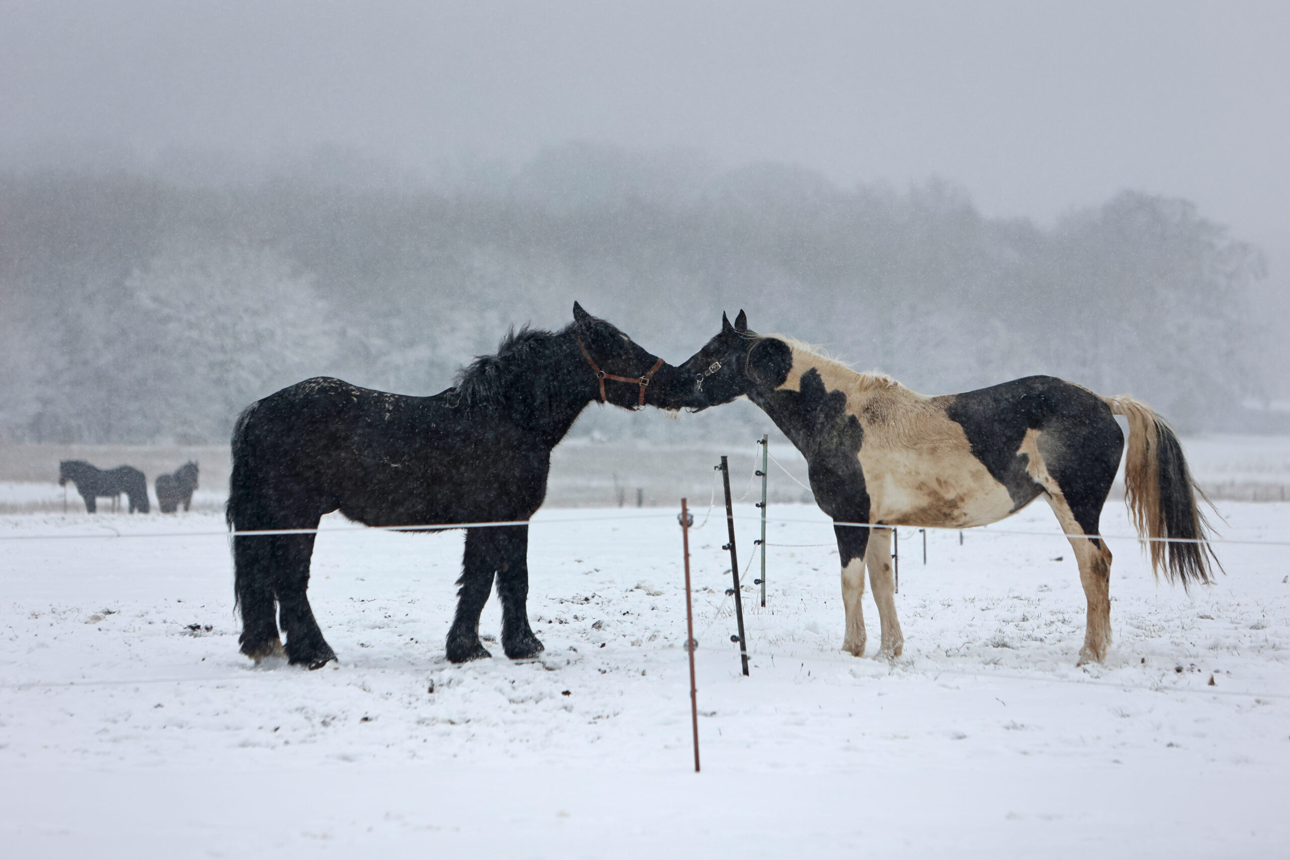 Pferde begrüßen sich auf einer schneebedeckten Koppel im Harz.