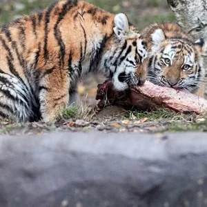 Tigerbabys