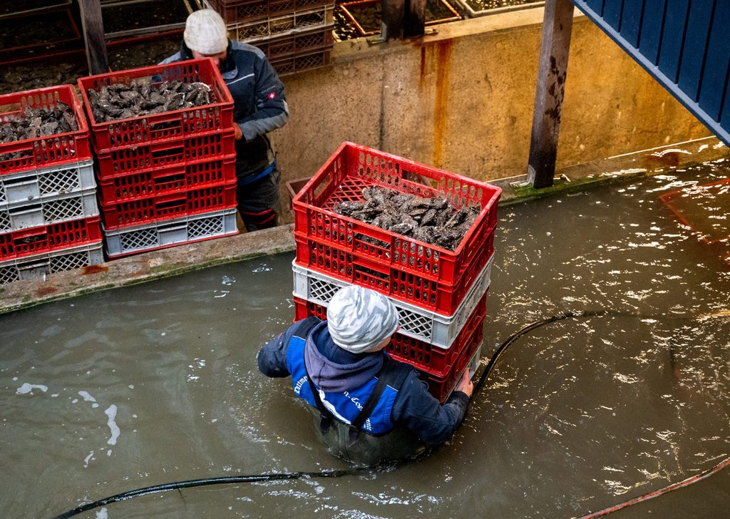 Fast bis zur Schulter im Meerwasserbecken: Ein Mitarbeiter trägt eine Austernkiste in ihr Winterquartier.