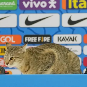 Brasiliens Nationalspieler Vinicius Junior mit Katze bei Pressekonferenz