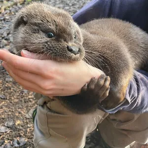 Fischottermädchen Henriette-Fee sitzt auf dem Arm eines Mitarbeiters der Wildtierstation Sparrieshoop.