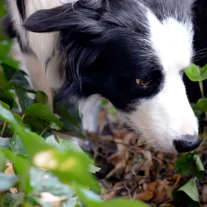 Hund im Gebüsch