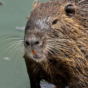 Eine Nutria im Wasser