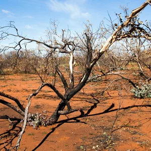 In Australien haben drei kleine Kinder nach einem Autounfall im Outback überlebt. (Symbolbild)