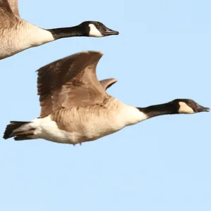 Fliegende Wildgänse