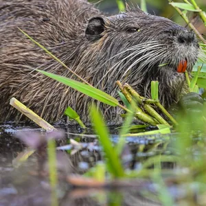 Eine Nutria frisst Wasserpflanzen am Ufer eines Gewässers.