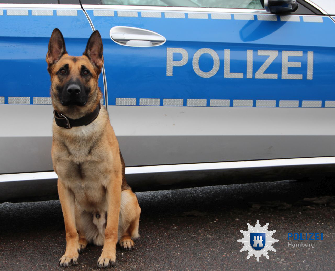 Nach Einbruch in Hamburger Firma – Polizeihund „Ori" zerrt Täter aus Gebüsch