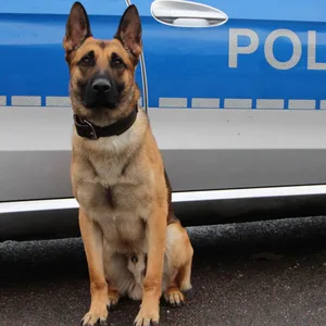 Nach Einbruch in Hamburger Firma – Polizeihund „Ori" zerrt Täter aus Gebüsch