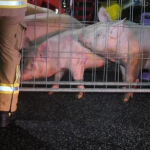 Die Schweine, die den Unfall überlebt haben, laufen in einen Ersatz-Transporter.