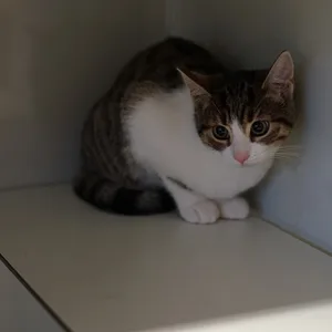 Katze Sindy verkriecht sich in der Ecke. So ähnlich kann es in einer krachend lauten Silvesternacht vielen Tieren gehen.