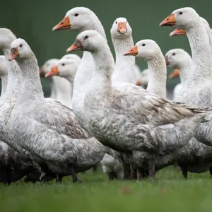Gänse
