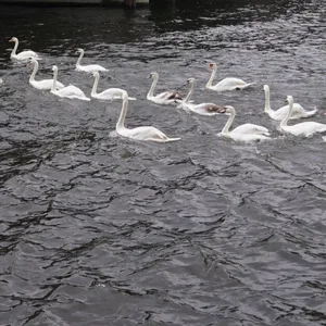 Die Alsterschwäne gehören zu Hamburg – doch 19 von ihnen sind bereits an der Vogelgrippe verendet. (Archivbild)