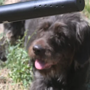 Hund Gewehr
