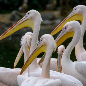 Ein Pelikan im Zoo