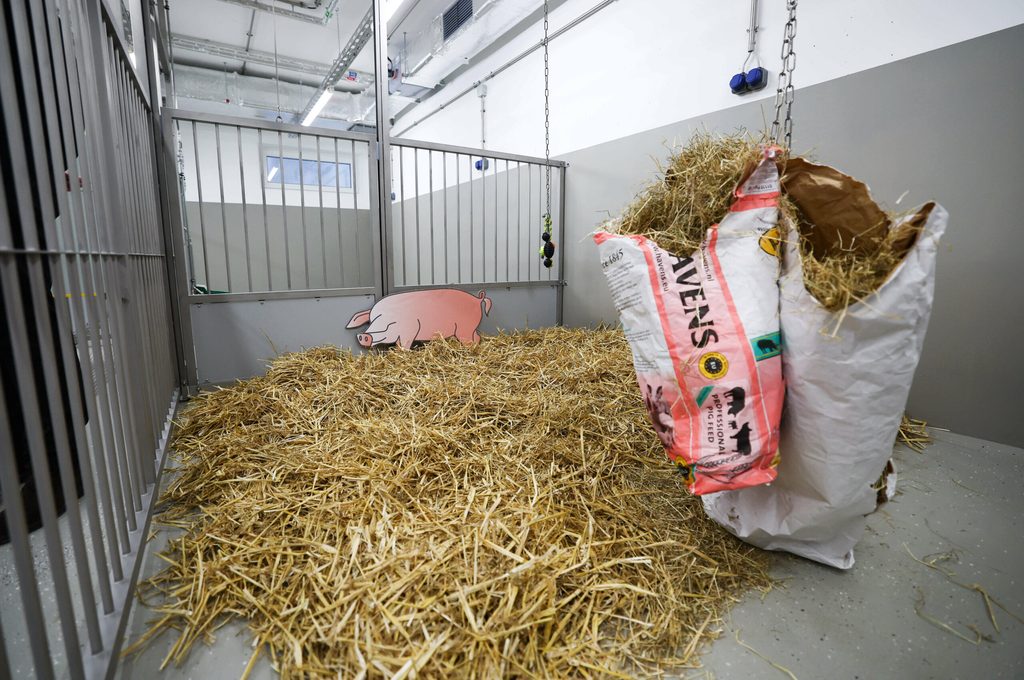 Blick in einen Laborstall für Großtiere bei einem Presserundgang im Neubau der Forschungstierhaltung des Universitätsklinikum Hamburg-Eppendorf (UKE).