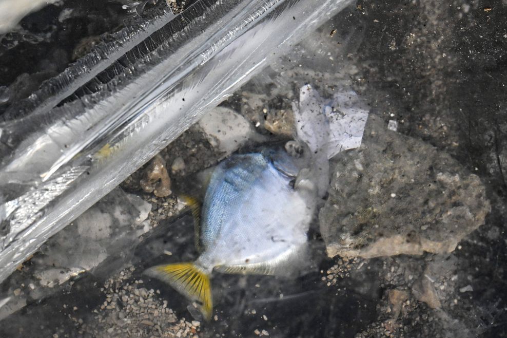 Ein toter Fisch liegt unter Resten der Acrylverkleidung des zerstörten Aquadoms.