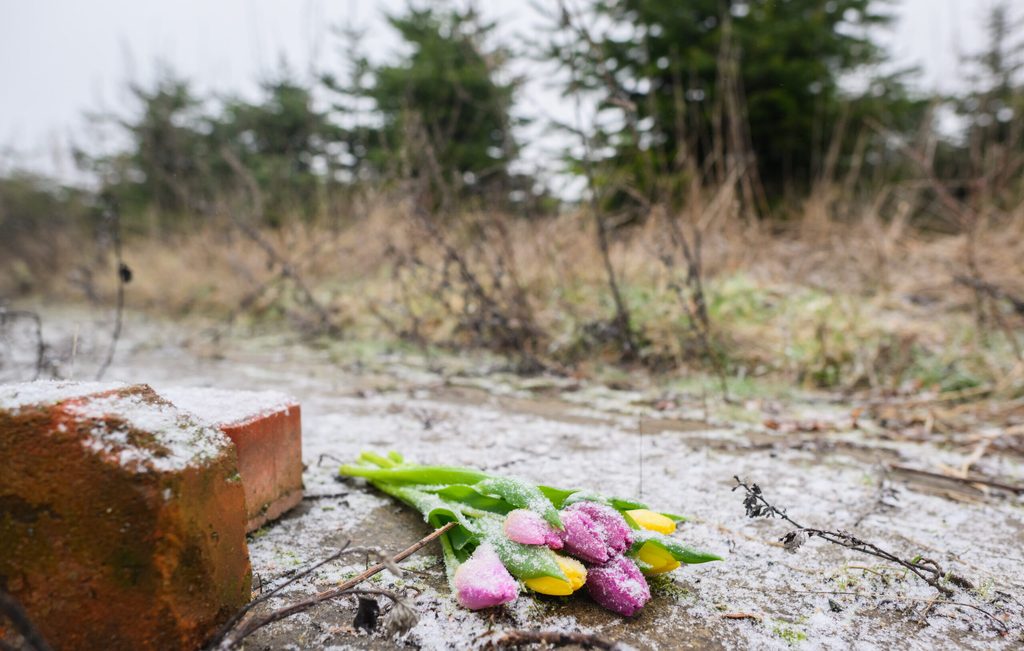 Blumen liegen an einer Tannenbaumschonung und einem Brachgelände in Wunstorf-Blumenau