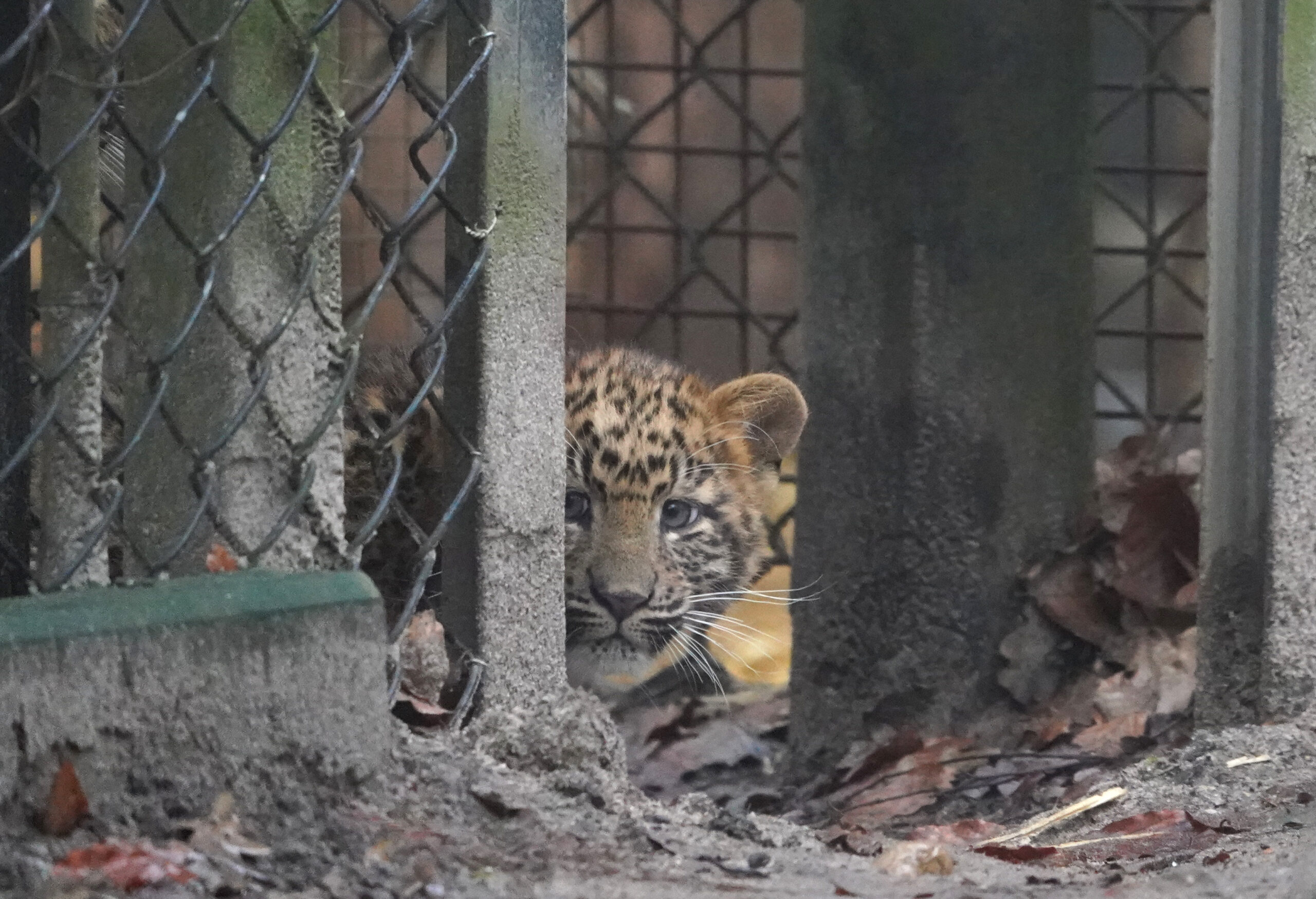 Ein Leopardenbaby schaut kurz durch die Klappe zum Außengehege.