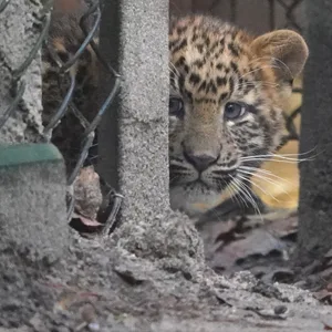 Ein Leopardenbaby schaut kurz durch die Klappe zum Außengehege.
