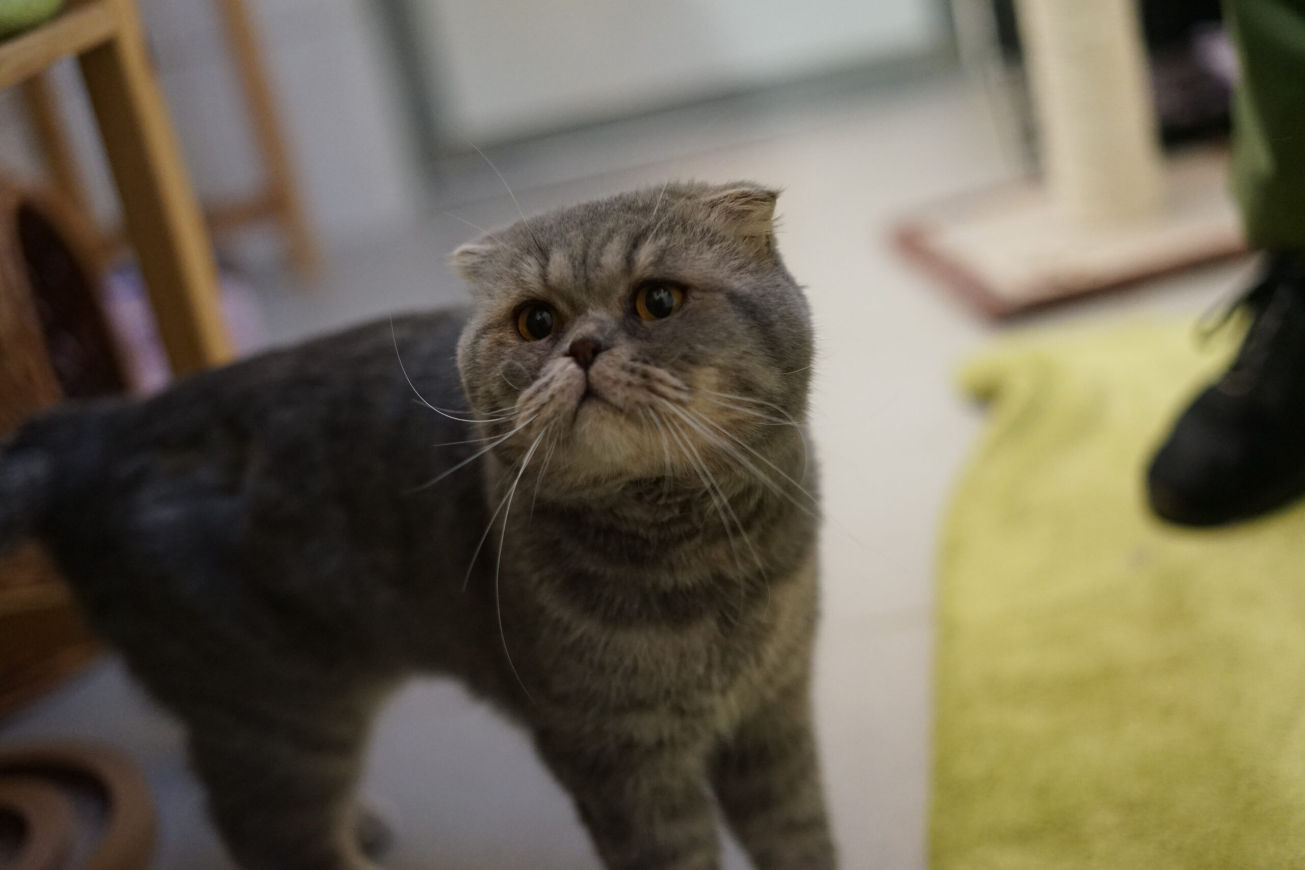 Faltohrkater Joschi hat Gelenkschäden und Diabetes.
