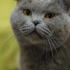 Faltohrkatze Tierheim Süderstraße