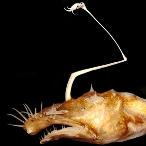 Tiefsee-Anglerfisch