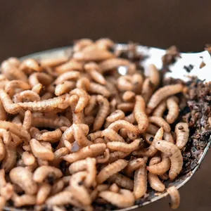 Insekten Würmer Lebensmittel
