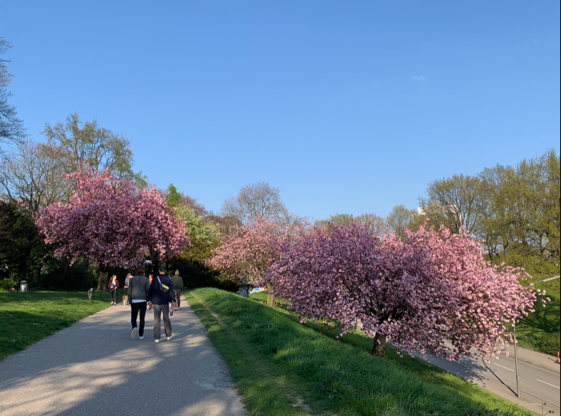 Kirschbaum
