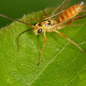 Dies, liebe Naturfreude, ist ein Campodorus paradiesensis. Das Schlupfwespen-Weibchen wurde gerade erst in Schleswig-Holstein entdeckt.