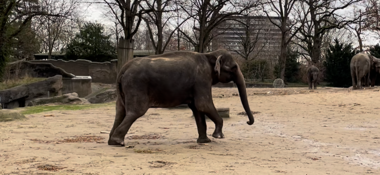 Die Elefantenkuh steht auf der Außenanlage bei Hagenbeck, tritt immer wieder einen Schritt vor und zurück.