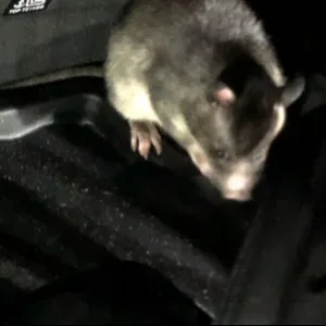 Gambia-Ratte Rico auf dem Beifahrersitz