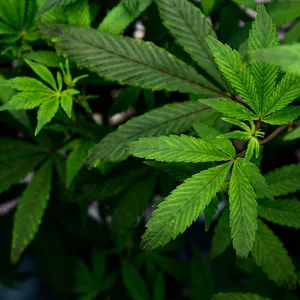 CBD