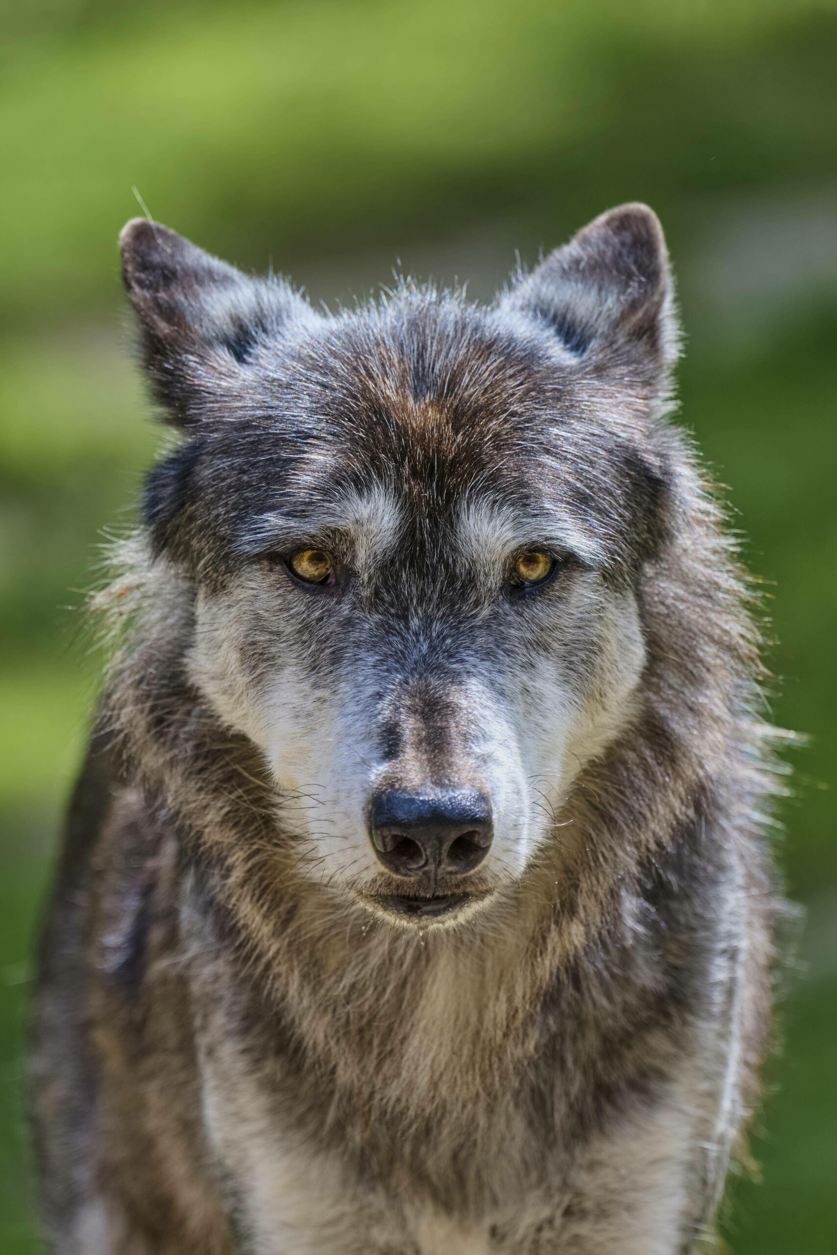 Ein Wolf (Symbolbild)
