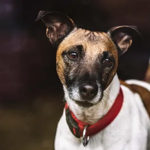 Jack-Russell-Terrier