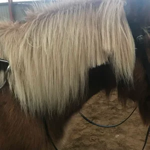 Der Pony des Ponys - ist nun Sache der Polizei