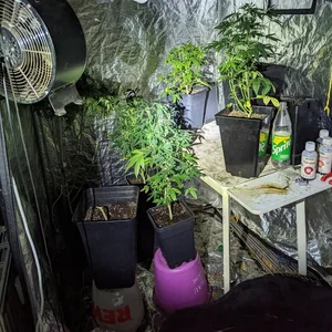 Inddorzuchtzelt Cannabis-Pfalnzen Torgenow