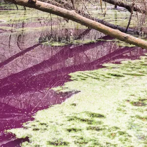 Purpurfarben schimmert das Wasser in einem kleinen Teich im Hildesheimer Wald bei Sibbesse.