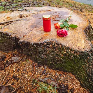 Stumpf vom Kirschbaum