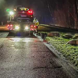 Schafe bei Unfall in Timmaspe schwer verletzt